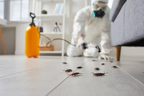 Trusted Cockroach Control service in Sullivan City, TX - Nex Pest Control